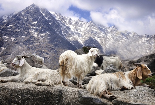 Những sợi len cashmere tốt nhất sẽ được lấy từ lông của dê Cashmere sống chính gốc tại Himalaya vào mỗi mùa xuân